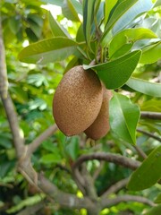 Sapodilla Fruits Growing on a Tree Branch in Natural Light