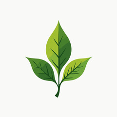 green leaf icon with white background  vector illustration