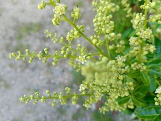 Close-up of Plant with Blossoms and Buds in Natural Light