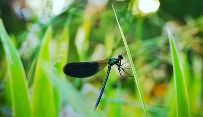A dragonfly, blue dragonfly up close, in the meadow. Grass, bokeh, sunset lights. Fairytale concept. Blurry noisy picture. Image manipulation. Summer meadow in the beginning of sunset	