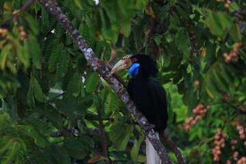 The wreathed Hornbill is a type of hornbill found in tropical rainforests. Its breeding grounds are...