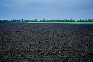 green grass grew on field on farm