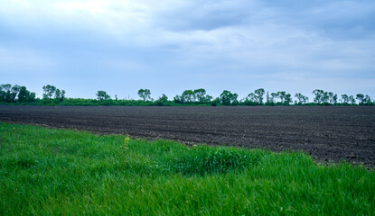 Obraz premium green grass grew on field on farm