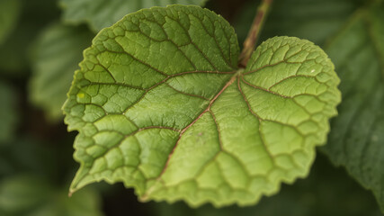 Fototapeta premium Vine leaf close up. Detail of the leaf veins. Foreground.