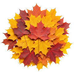 Fototapeta premium Pile of colorful maple leaves in shades of yellow orange and red hues on transparent background
