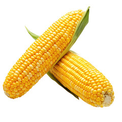 Two ears of fresh corn