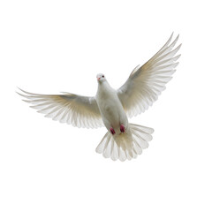 Fototapeta premium A white dove flying with its wings spread against a dark backdrop on transparent background