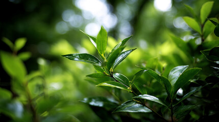 Obraz premium Close-up of vibrant green leaves, showcasing lush foliage texture. Represents nature, freshness, and growth, ideal for eco or health concepts