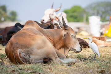 Commensalism, symbiotic relationship between sacred cow and cattle heron in India, symbiosis interaction of animals, species benefit 