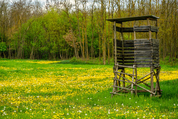 Wooden hunting lookout on dandelion field near forest
