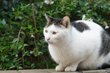 Close-Up of a White and Black Domestic Cat Sitting on a Stone Ledge in a Garden with Green Foliage and White Flowers in the Background