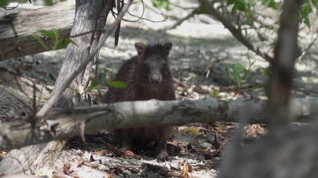 Cuban hutia (capromys pilorides) rodent animal in shadows hidden behind a wooden branch in Cuba
