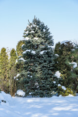 Tranquil winter landscape with snow-covered garden pond and snow-covered evergreen trees and shrubs...