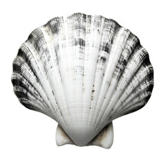 Black and white scallop shell ocean treasure nature beauty