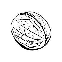 Walnut hand-drawn vector sketch for coloring