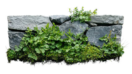 Png of Natural stone wall overgrown with lush green plants and grass, creating a beautiful contrast of textures.