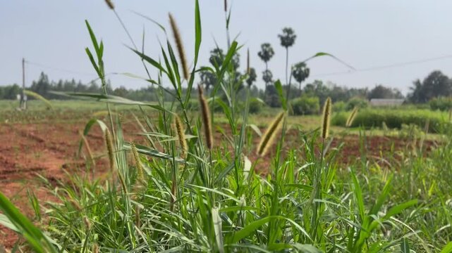 Cenchrus pedicellatus, previously Pennisetum pedicellatum, known simply as desho or as desho grass.Wild grass flower,Badami ,Bagalkot..Deenanath grass.