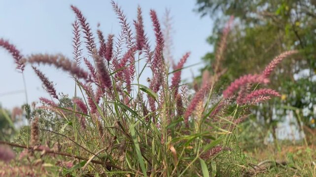 Cenchrus pedicellatus, previously Pennisetum pedicellatum, known simply as desho or as desho grass.Wild grass flower,Badami ,Bagalkot..Deenanath grass.