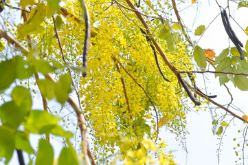 Fototapeta premium Golden shower , Cassia fistula or pudding pipe tree or Cassia fistula Linn and sky