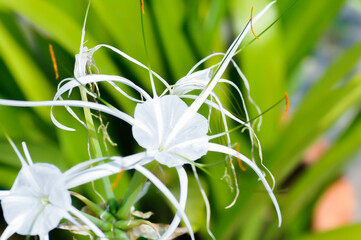 Beach Spider Lily, Giant lily or Hymenocallis littoralis or Hymenocallis littoralis Salisb or...