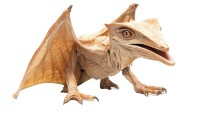 pterosaur isolated on white background