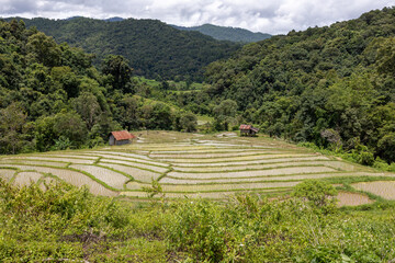 Terraced rice paddy field in Chiangmai, Thailand. Green rice paddy fields.