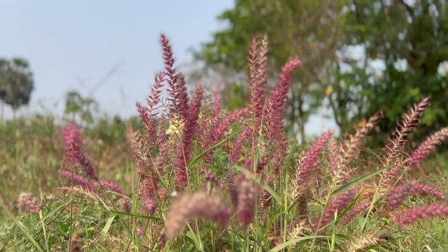 Cenchrus pedicellatus, previously Pennisetum pedicellatum, known simply as desho or as desho grass.Wild grass flower,Badami ,Bagalkot..Deenanath grass.