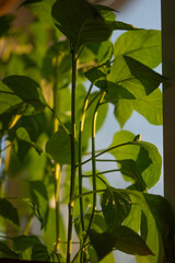 Vibrant green leaves of a pepper plant thrive indoors, bathed in the warm glow of golden hour...