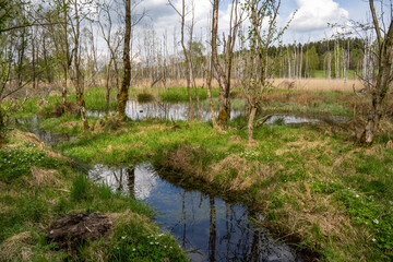 Birkenbruchwald bei Lipova in Tschechien 2