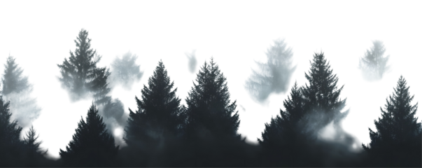 Misty forest scene with silhouettes of evergreen trees