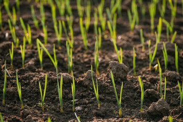 Rows of vibrant green wheat seedlings emerge from the dark, fertile soil of a field, bathed in the warm glow of the setting sun, promising a bountiful harvest