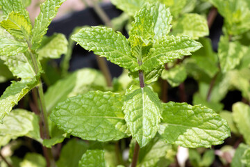 Growing Mint Herb in the Greenhouse Organic Food
