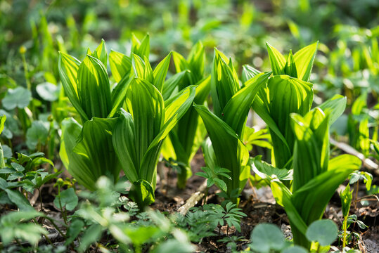 Fresh veratrum plants are emerging from the ground in a lush forest, their vibrant green leaves catching the sunlight, creating a captivating scene of springtime renewal and the beauty of nature