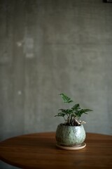 自作の陶器鉢に植えたトキワシノブ