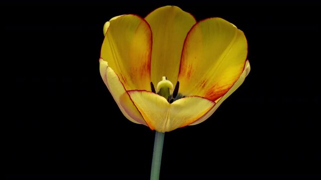 Opening of beautiful large yellow Tulip flower on black background. Springtime. Holiday. Celebration, Love, birthday Time lapse. Close up. 4K