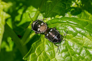 Two mating cabbage bugs (Eurydema oleraceum) sitting on a green chard leaf in spring