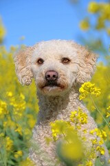 portrait of a cute light-colored Spanish water dog sitting in a yellow rapeseed field