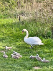 Swan with cygnets resting in lush green grass