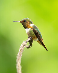 Scintillant hummingbird (Selasphorus scintilla) is a hummingbird endemic to Costa Rica and Panama.