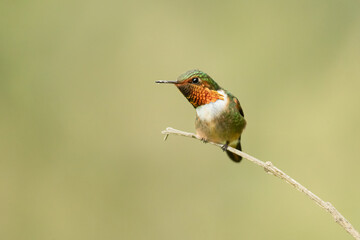 Scintillant hummingbird (Selasphorus scintilla) is a hummingbird endemic to Costa Rica and Panama.