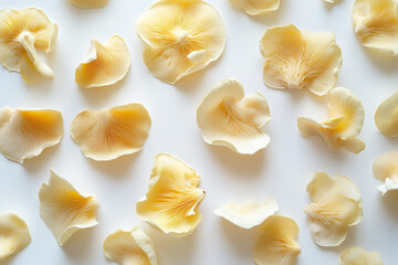 Yellow oyster mushrooms on a white background - fresh, vibrant fungi