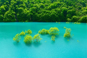 秋扇湖の水没林。仙北、秋田、日本。5月下旬。