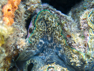 Maxima Tridacna clam amazing patterns and natural design, ultra macro underwater photography