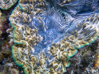 Maxima Tridacna clam amazing patterns and natural design, ultra macro underwater photography