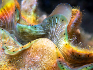 Maxima Tridacna clam amazing patterns and natural design, ultra macro underwater photography
