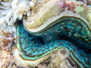 Maxima Tridacna clam amazing patterns and natural design, ultra macro underwater photography