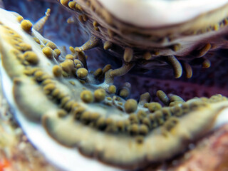 Maxima Tridacna clam amazing patterns and natural design, ultra macro underwater photography