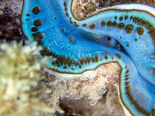 Maxima Tridacna clam amazing patterns and natural design, ultra macro underwater photography