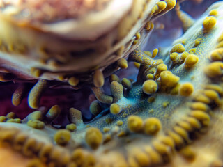Maxima Tridacna clam amazing patterns and natural design, ultra macro underwater photography