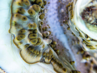 Maxima Tridacna clam amazing patterns and natural design, ultra macro underwater photography
